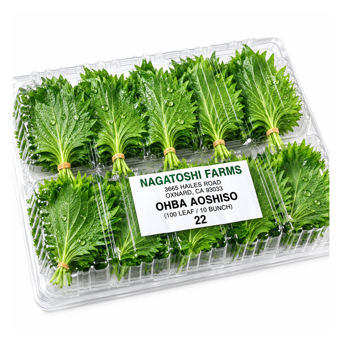Shiso (Oba)