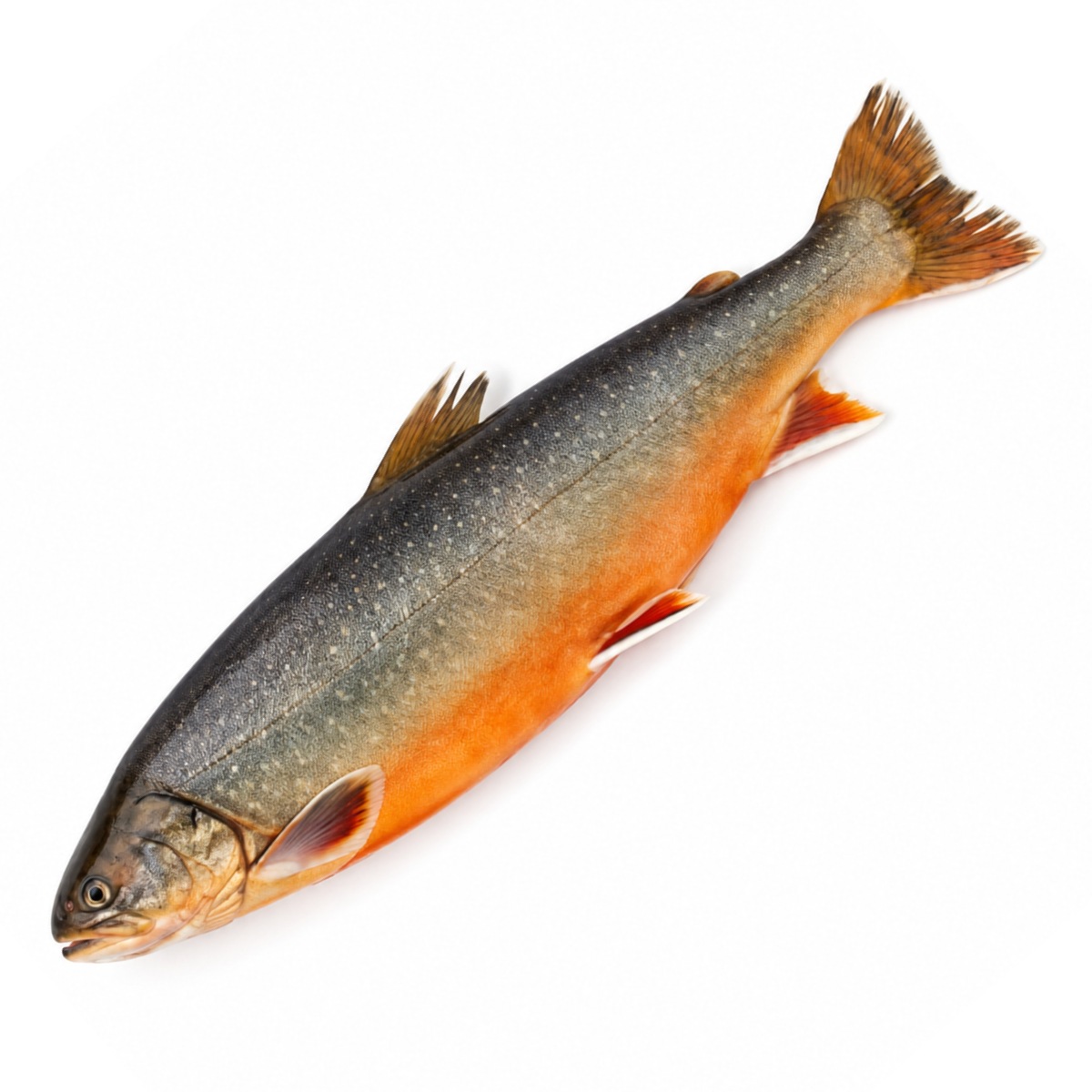 Arctic Char
