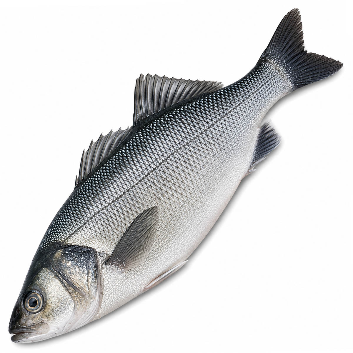 Fresh Bronzini
