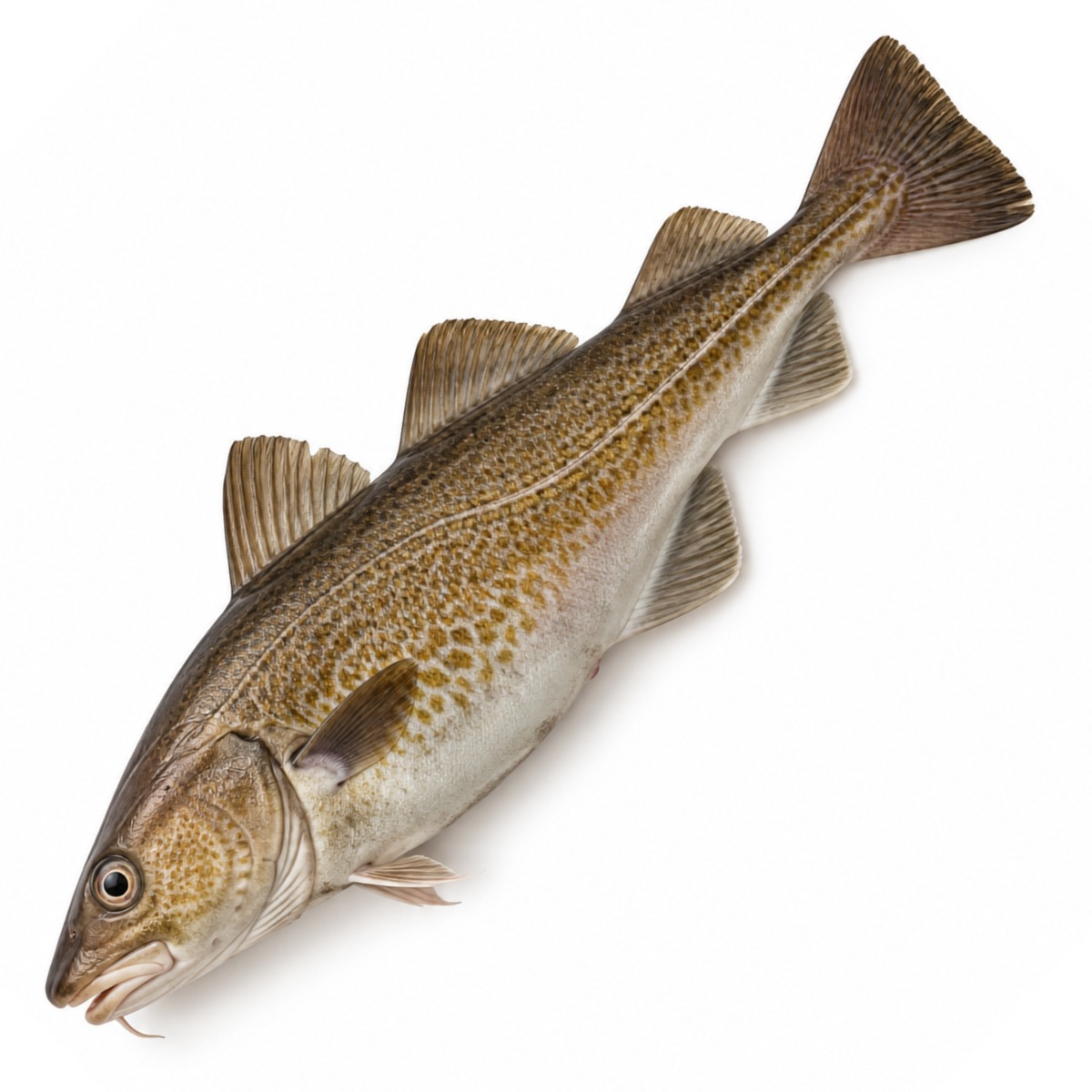 Whole Cod