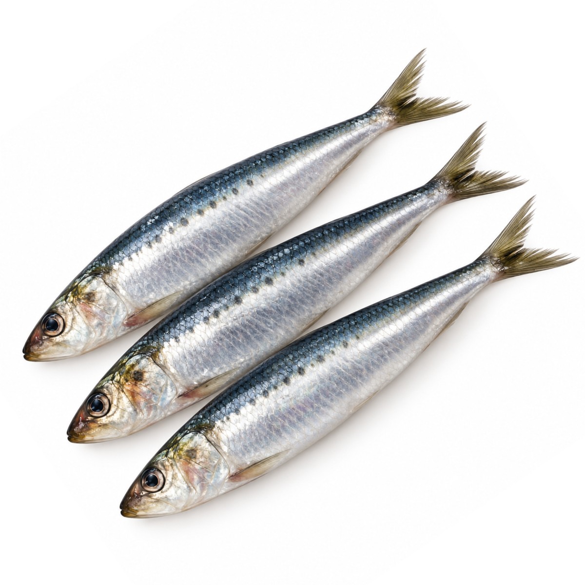 Iwashi (Sardine)