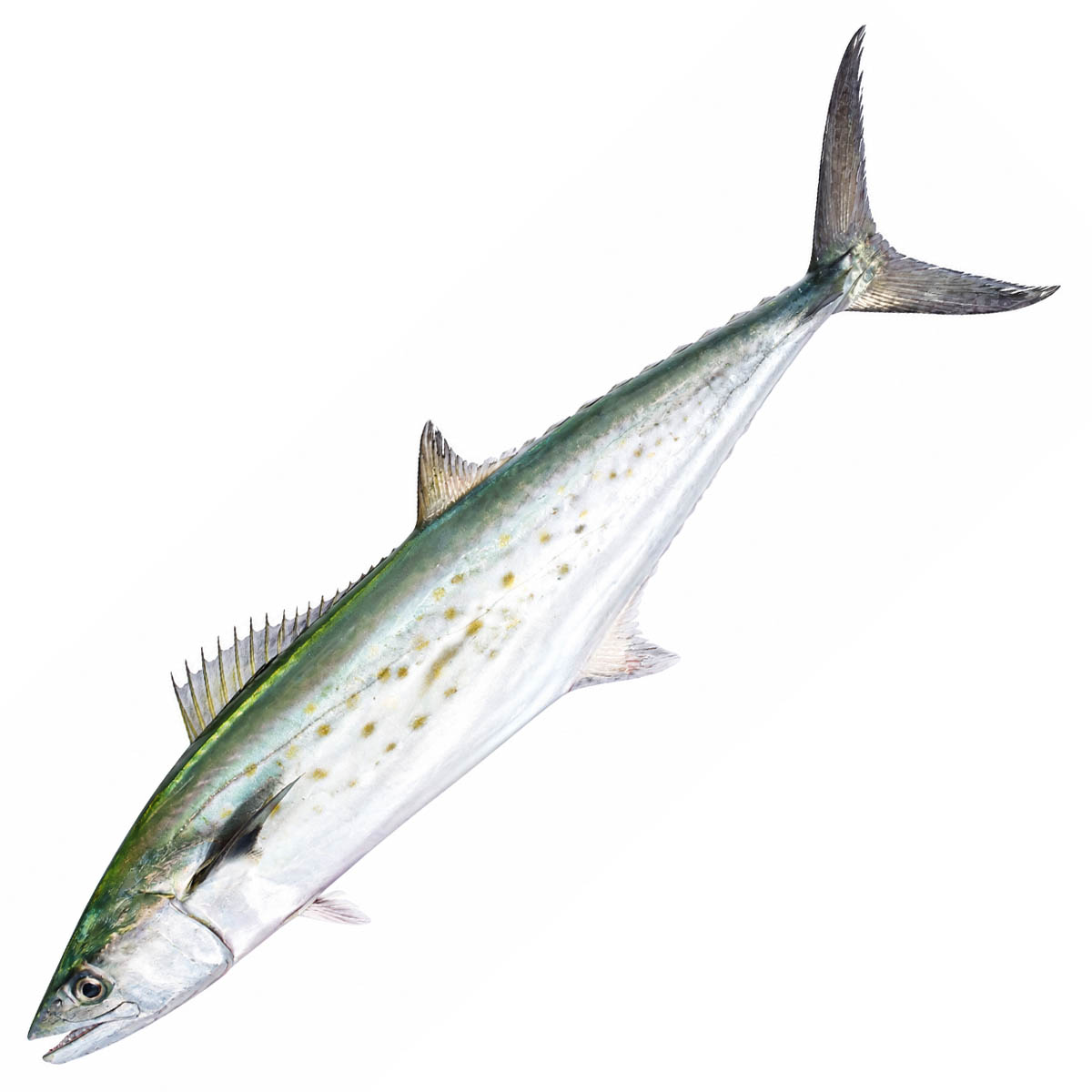 Spanish Mackerel