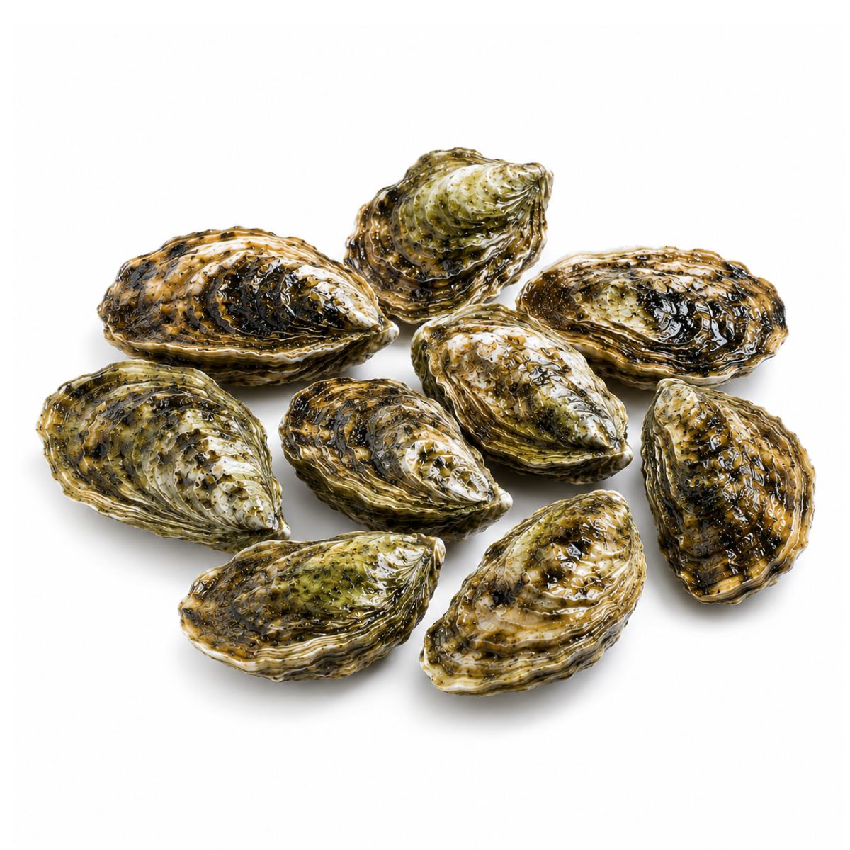 Blue Point Oyster