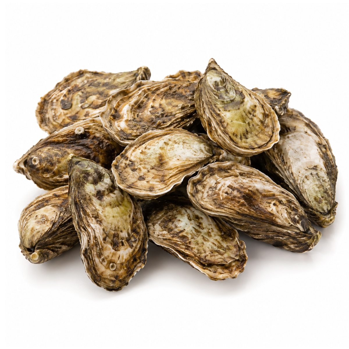 PEI Oyster