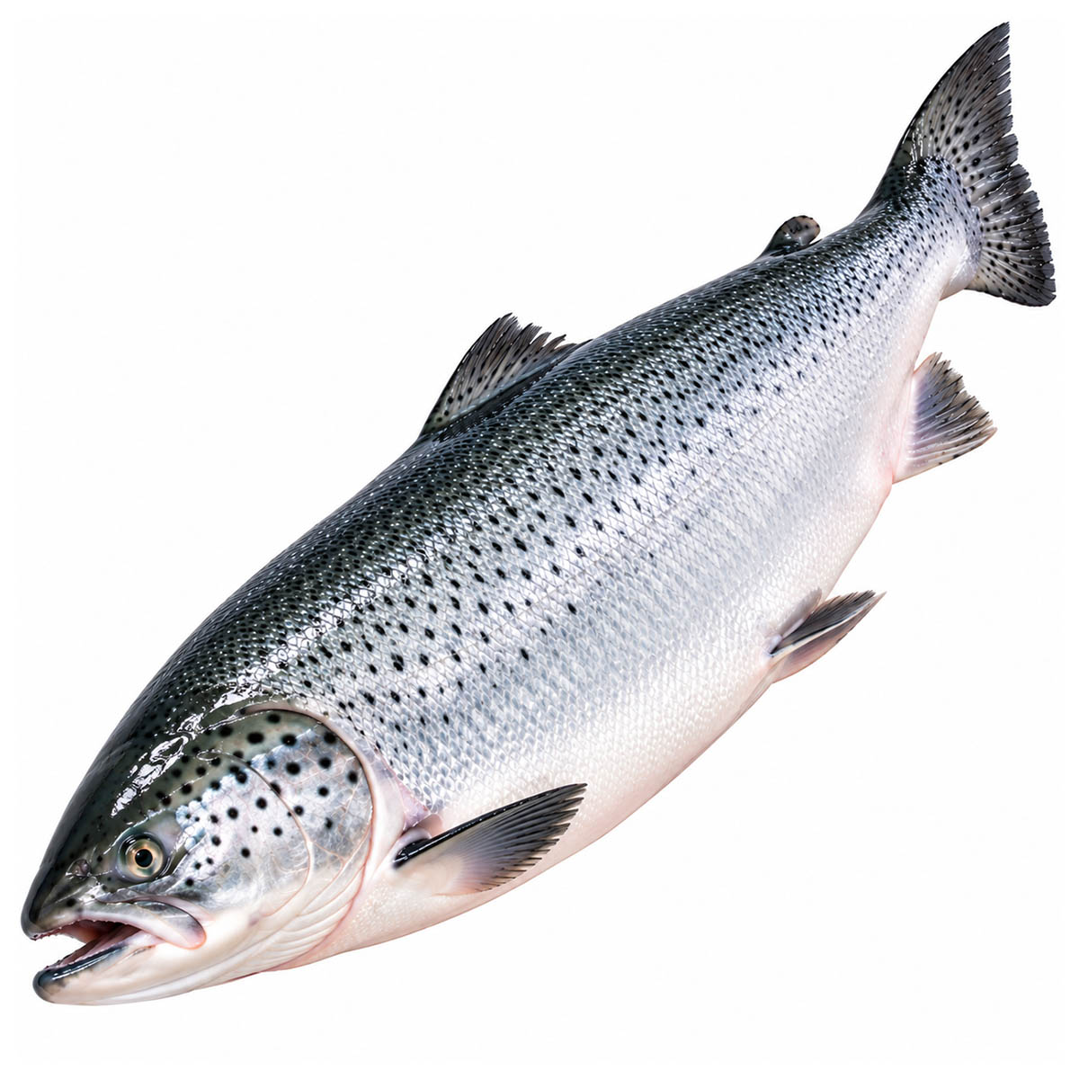 Fresh Whole Salmon Canadian (Farm Raised)