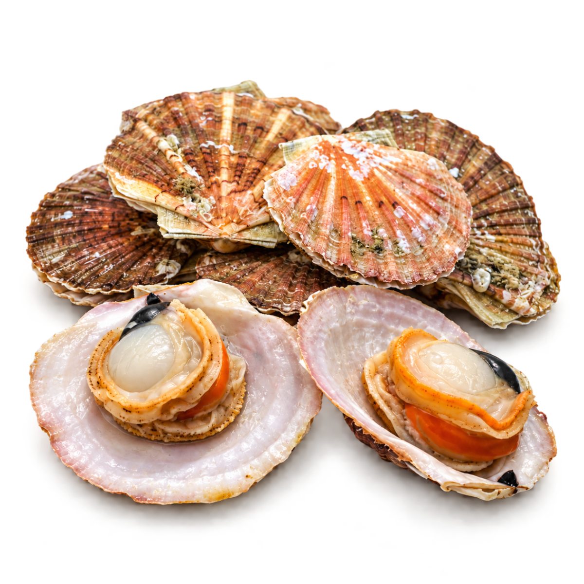 Live Scallop
