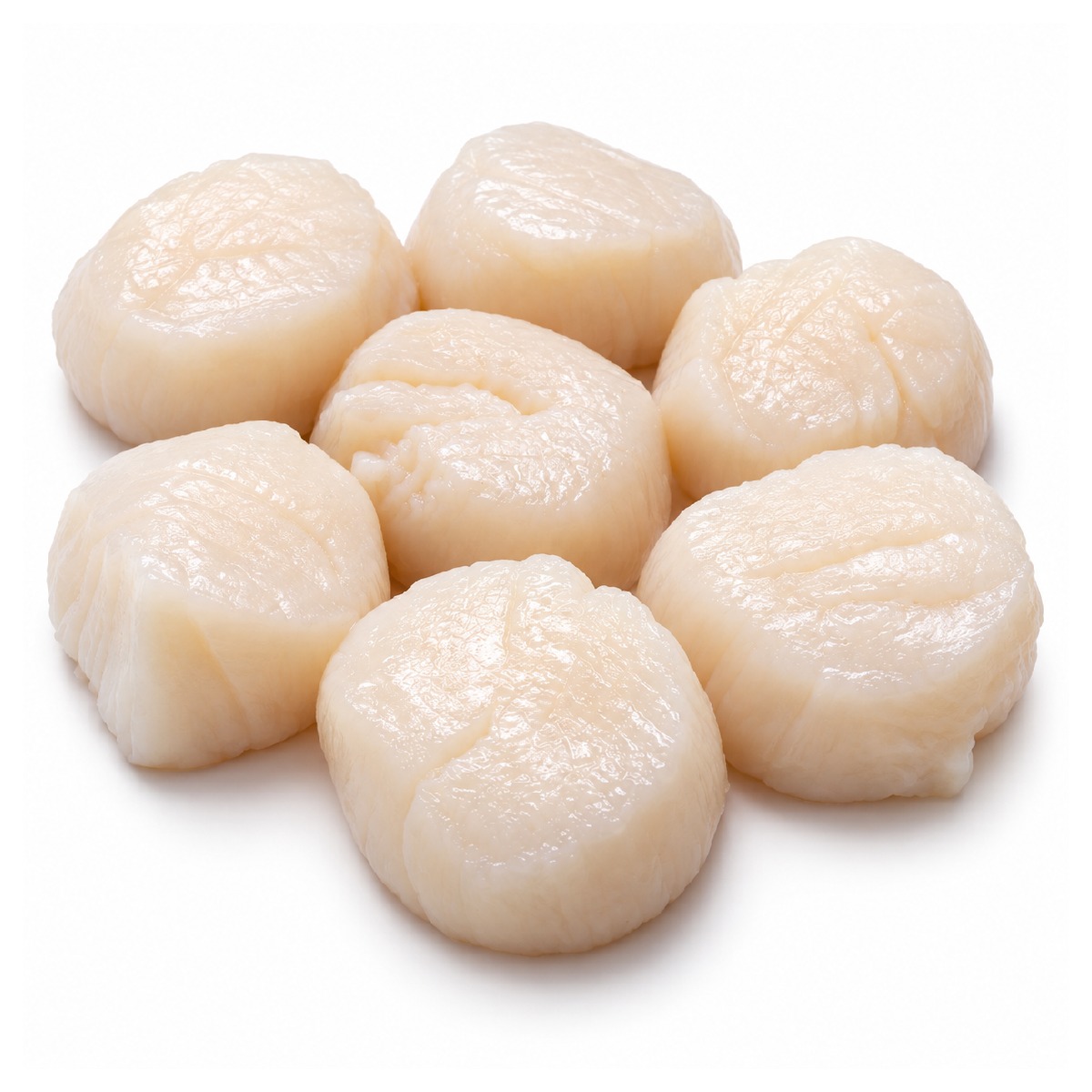 Sea Scallop 10/20