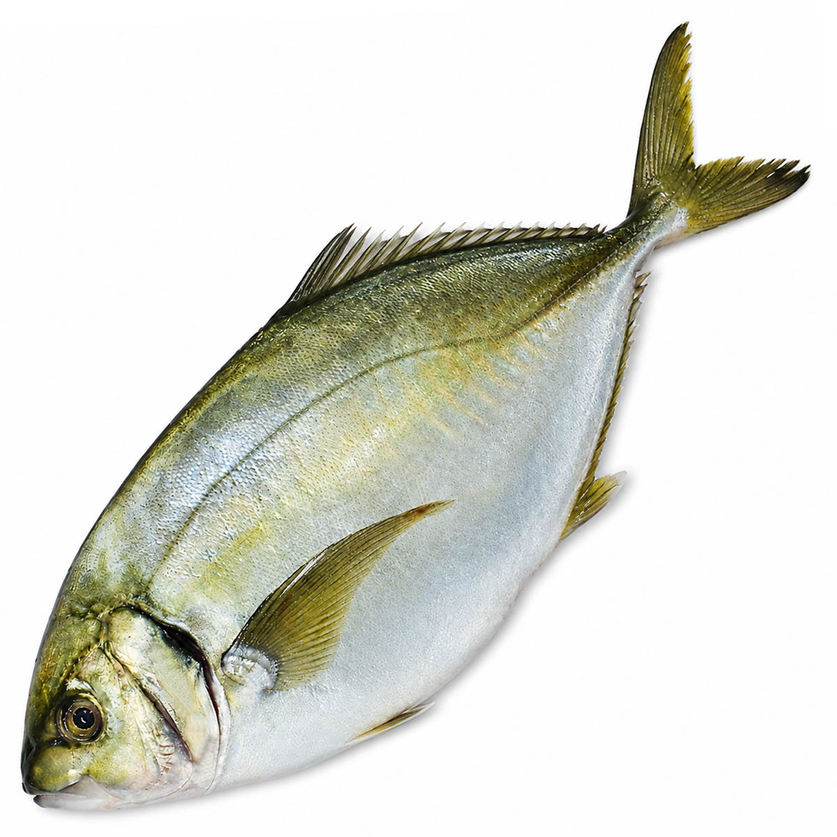 Shima Aji (Striped Jack) (Japan)