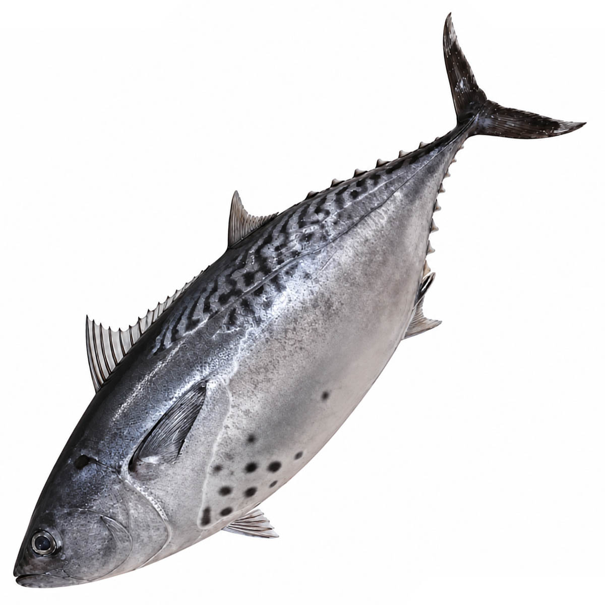 Yaito Katsuo