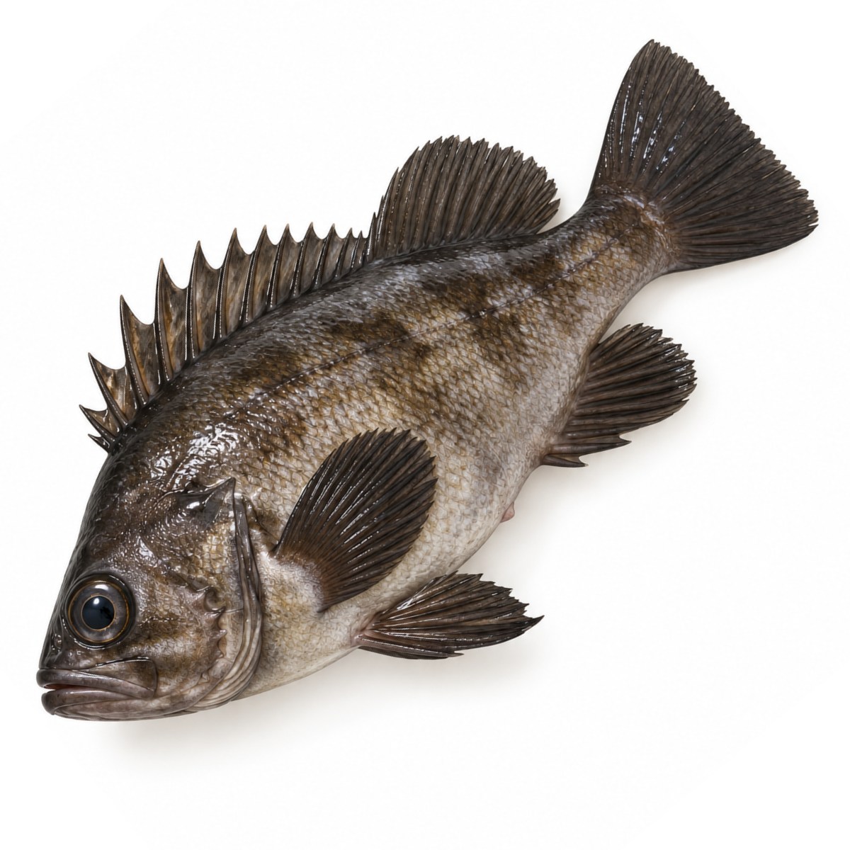 Mebaru - Black Rockfish