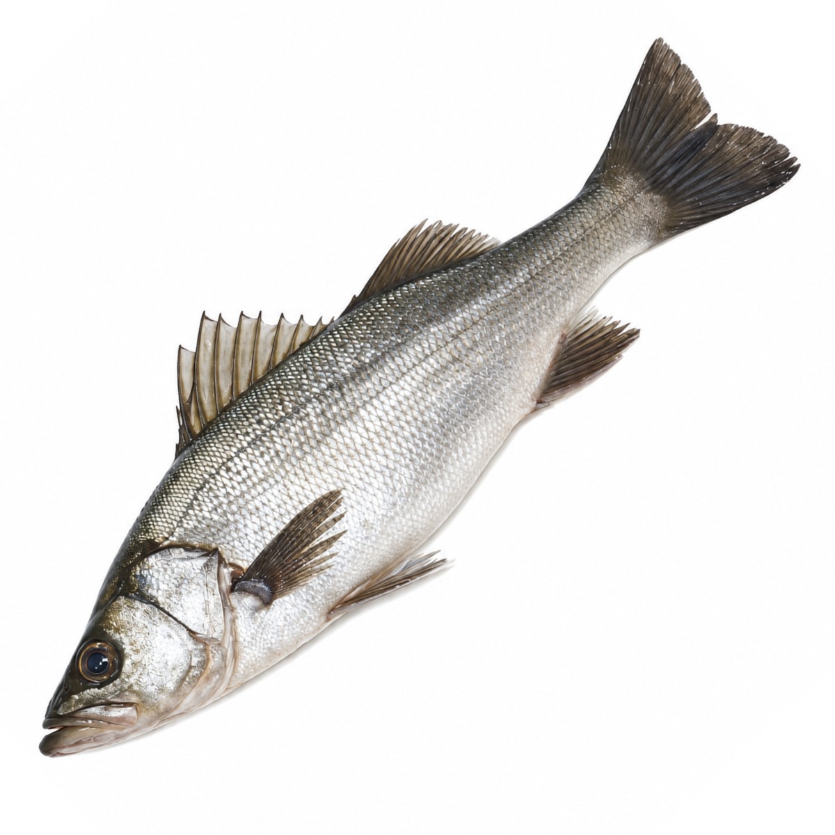 Hira Suzuki (Blackfin seabass)