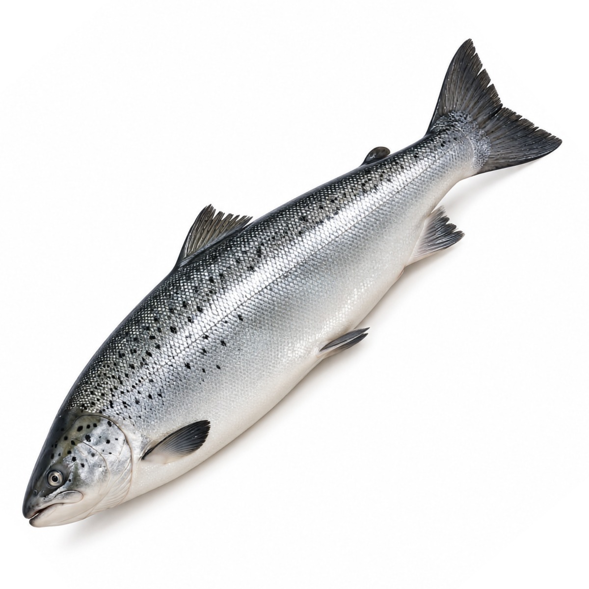 Norwegian Salmon (Farm Raised)